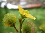 : - Geum macrophyllum