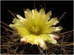 : - Ferocactus hamatacanthus