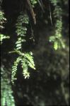 : - Asplenium stellatum