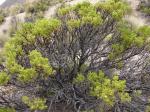 : - Baccharis incarum
