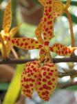 : - Renanthera monachica