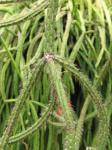 : - Rhipsalis dissimilis