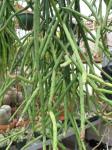 : - Rhipsalis neves-armondii