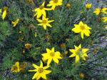 :-Coreopsis fasciculata