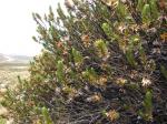 : - Plazia daphnoides