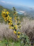 : - Berberis actinacantha