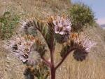 : - Phacelia secunda