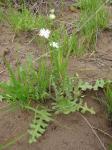 : - Schizopetalon walkeri