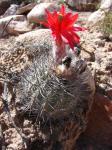 : - Oreocereus hempelianus