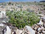 : - Leptodactylon caespitosum