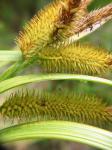 : - Carex pseudocyperus var. haenkeana