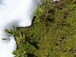 : - Donatia fascicularis