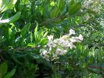 : - Escallonia revoluta