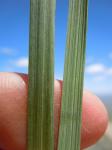 :-Festuca kingii