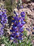 :-Lupinus oreophilus