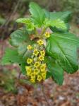 : - Ribes punctatum