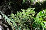 : - Lactoris fernandeziana