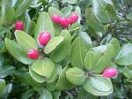 : - Cryptocarya alba
