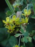 : - Balbisia gracilis