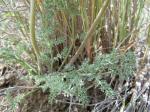 : - Lomatium foeniculaceum