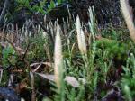 : - Lycopodium magellanicum