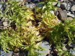 : - Malesherbia paniculata