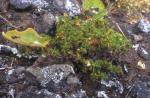 : - Margyricarpus digynus