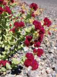 : - Cistanthe celosioides