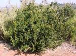 : - Myrceugenia rufa
