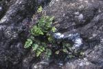 : - Argyrochosma chilensis
