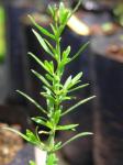 : - Menodora linoides
