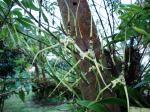 : - Brassia gireoudiana