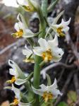 : - Gavilea venosa