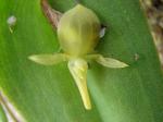 : - Pleurothallis lilijae