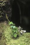 : - Peperomia fernandeziana