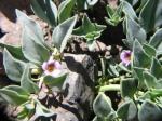: - Melosperma andicola