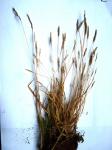 :-Agrostis masafuerana
