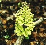 : - Adiantum gertrudis