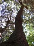 : - Barneoudia balliana