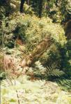 : - Robinsonia gracilis