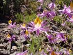 Abgestumpfte Spaltblume - Schizanthus grahamii