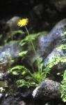 : - Taraxacum fernandezianum