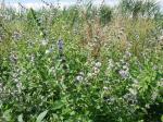 Acker-Minze - Mentha arvensis