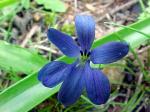 : - Tecophilaea violiflora