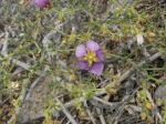 : - Fagonia chilensis