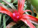 : - Aechmea recurvata