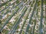 : - Agave boscii