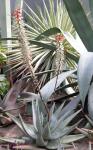 : - Aloe petricola
