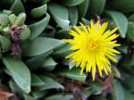 : - Bergeranthus scapiger
