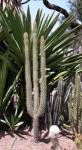 : - Cleistocactus morawetzianus